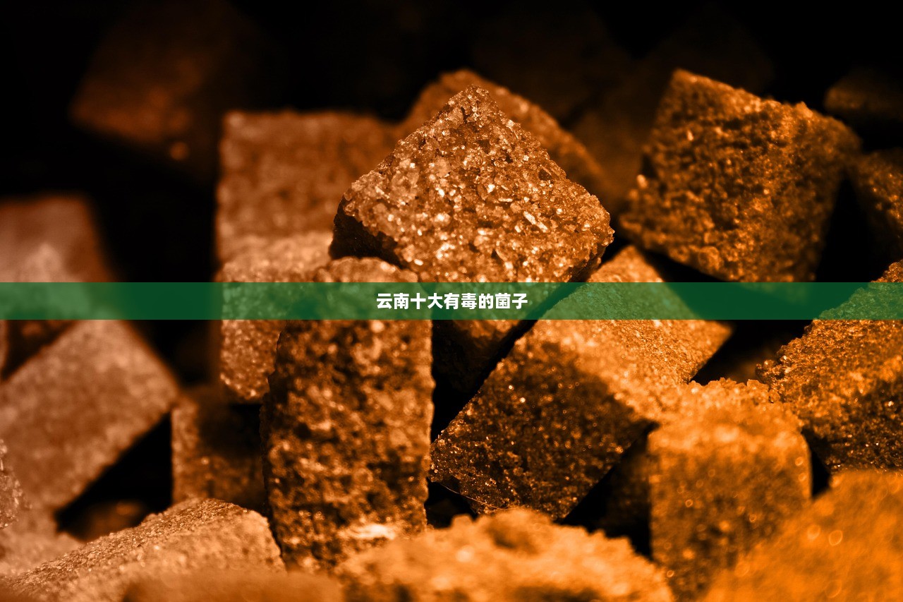 云南十大有毒的菌子