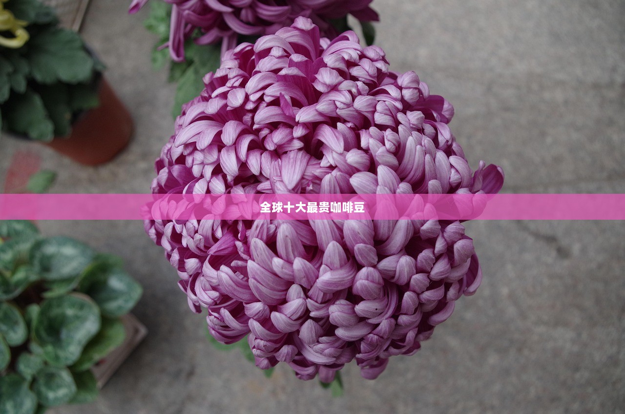 全球十大最贵咖啡豆