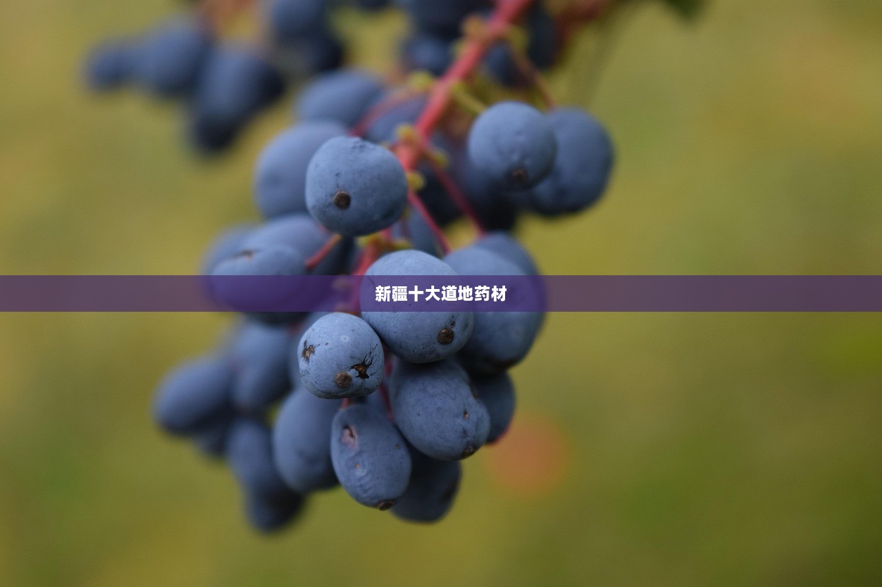 新疆十大道地药材 第1张 新疆十大道地药材 第1张