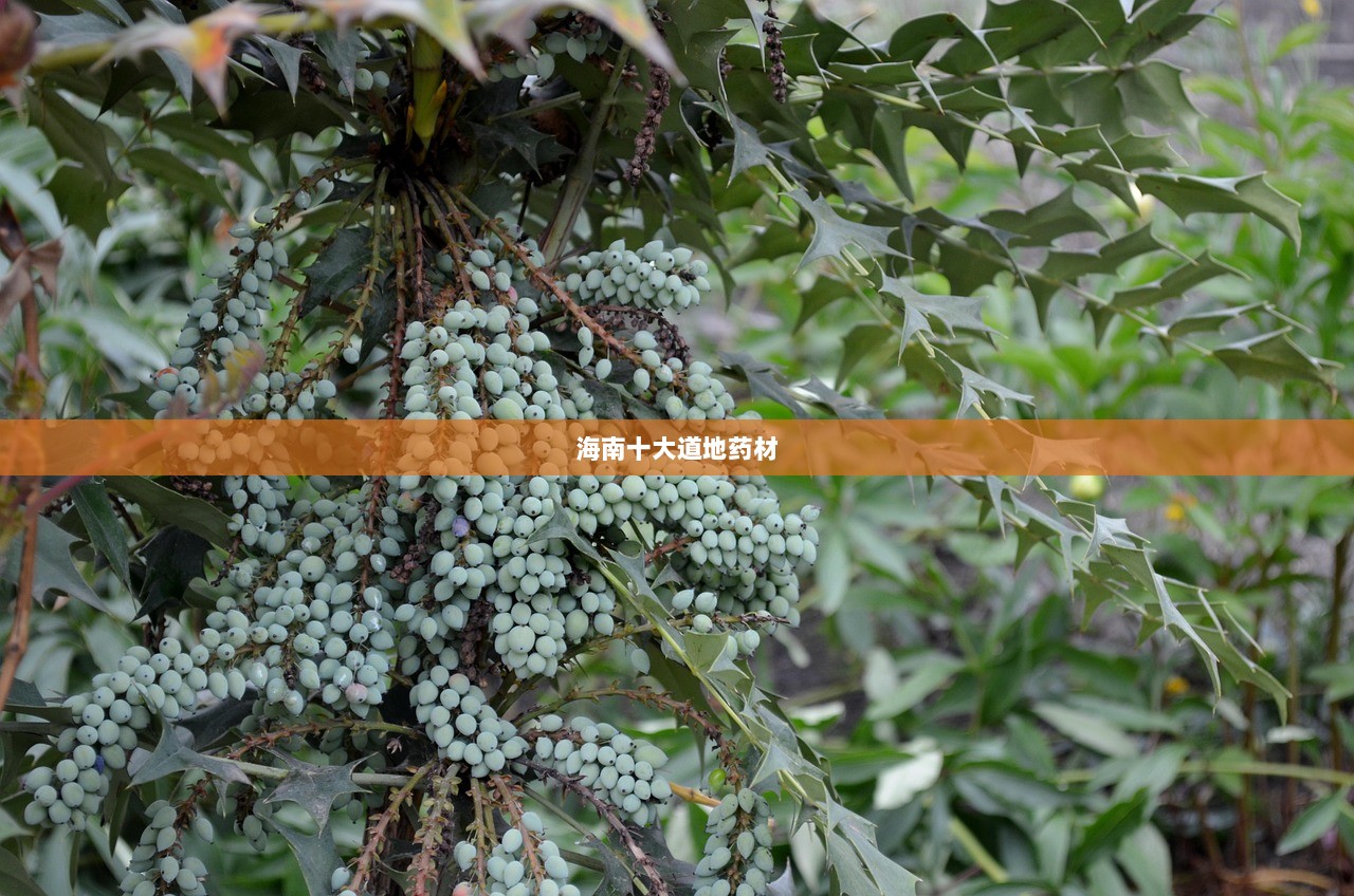 海南十大道地药材 第1张 海南十大道地药材 第1张