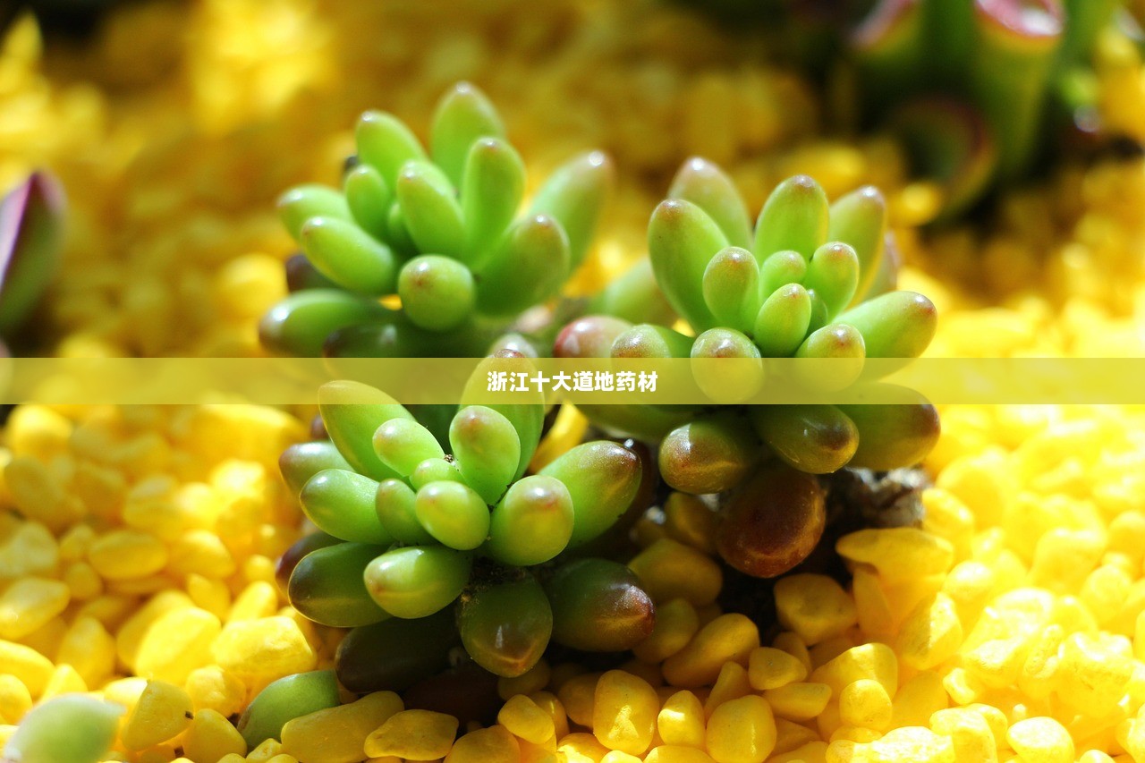 浙江十大道地药材
