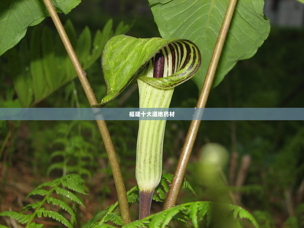 福建十大道地药材 第1张 福建十大道地药材 第1张