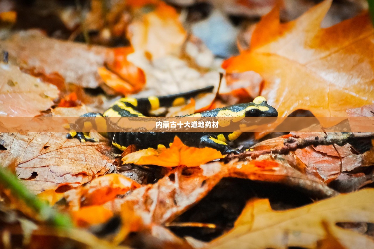 内蒙古十大道地药材
