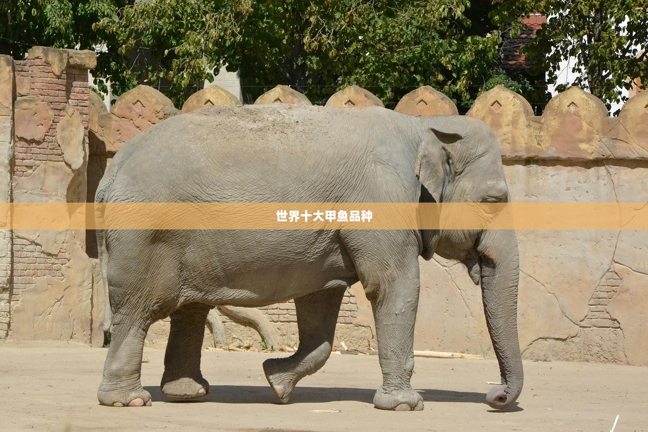 世界十大甲鱼品种