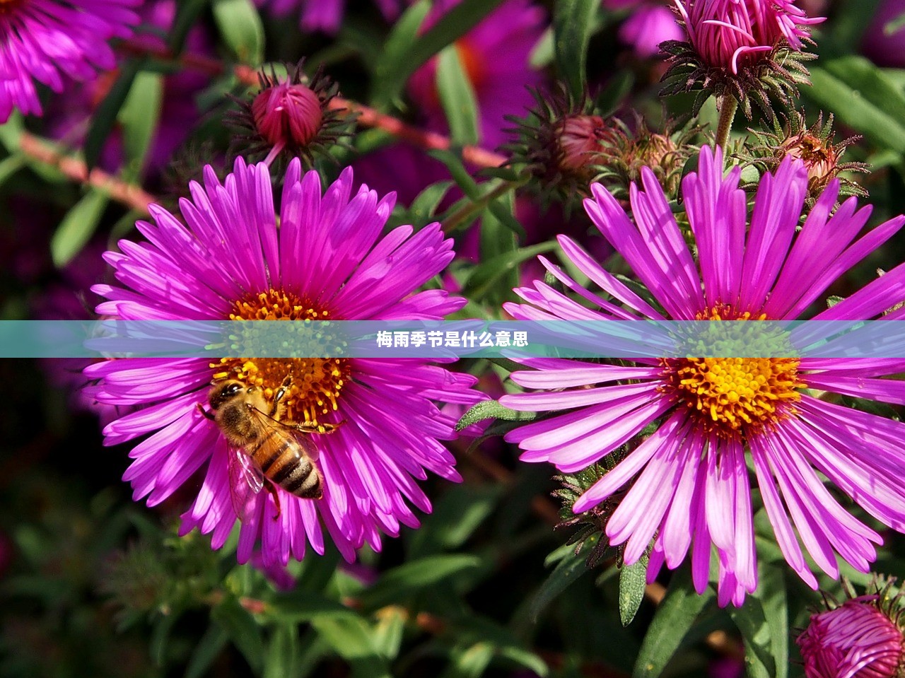 梅雨季节是什么意思