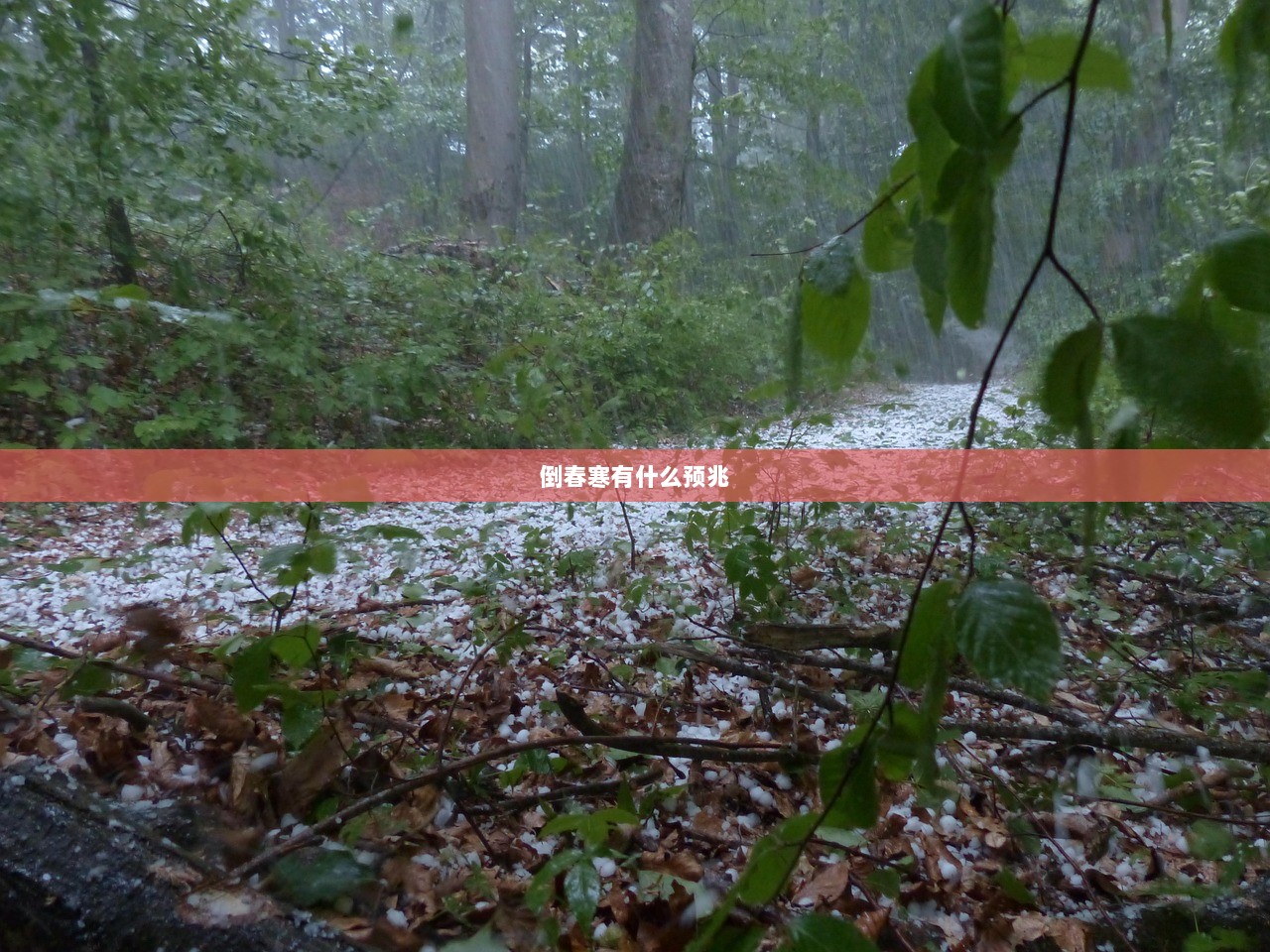 倒春寒有什么预兆 第1张 倒春寒有什么预兆 第1张