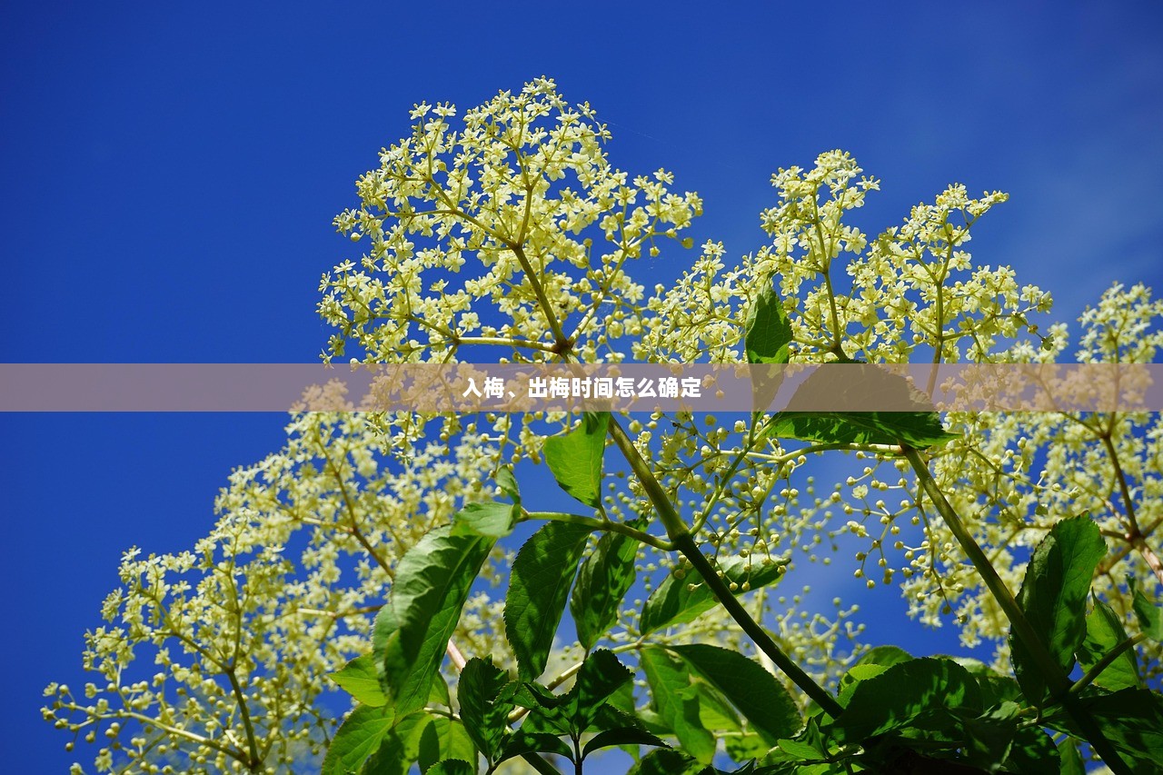 入梅、出梅时间怎么确定  第1张