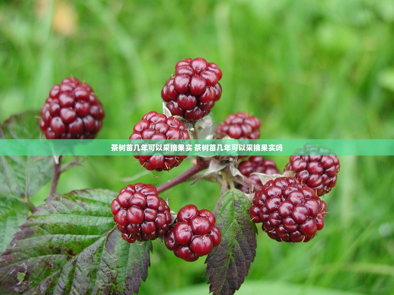 茶树苗几年可以采摘果实 茶树苗几年可以采摘果实吗