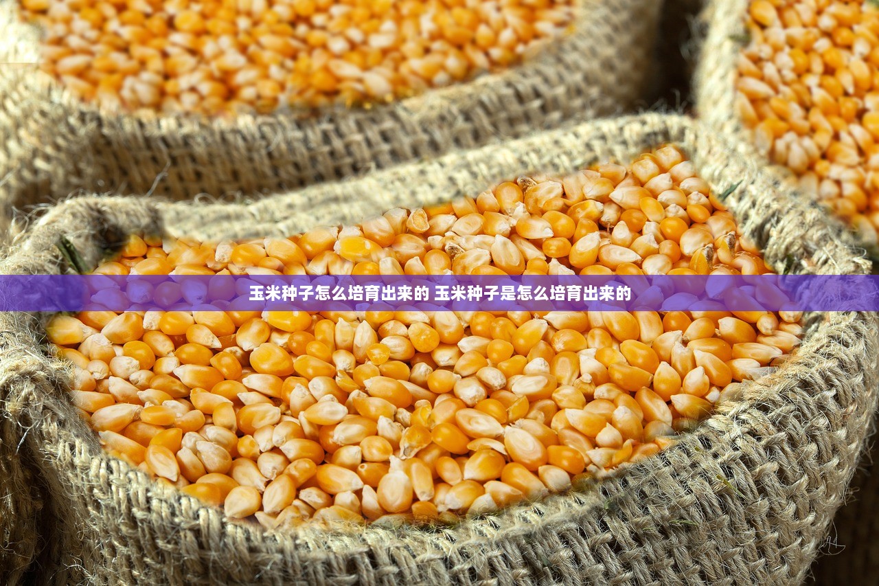 玉米种子怎么培育出来的 玉米种子是怎么培育出来的