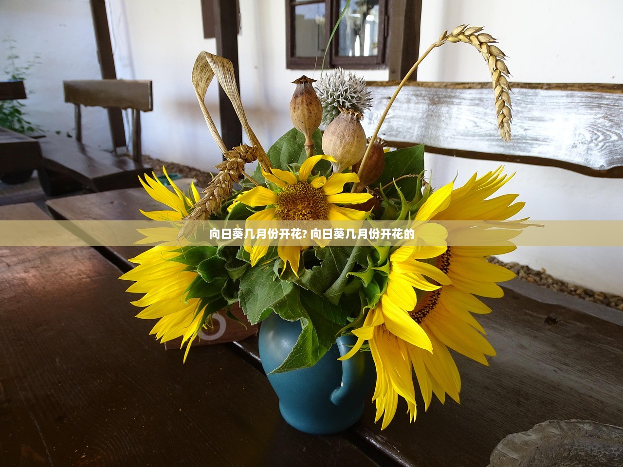 向日葵几月份开花? 向日葵几月份开花的