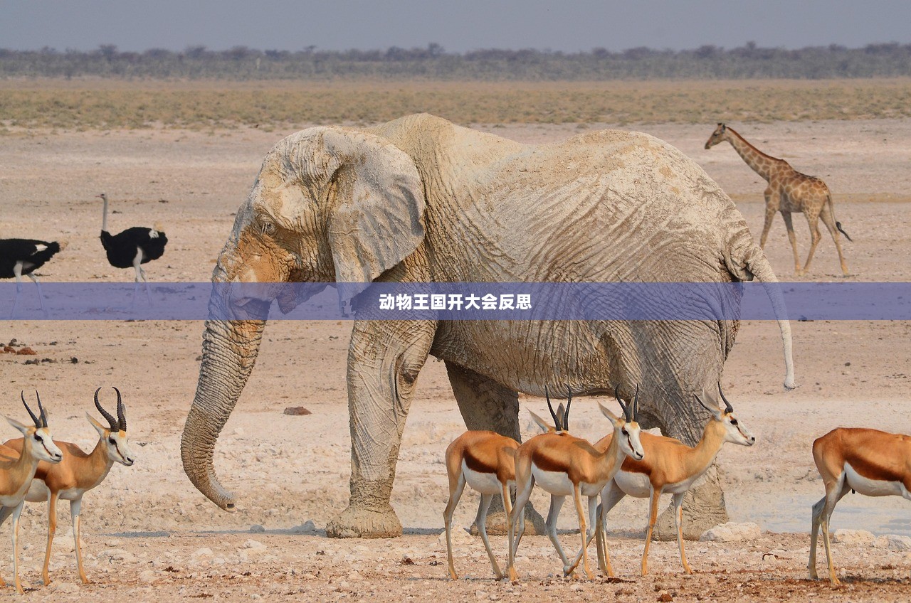 动物王国开大会反思