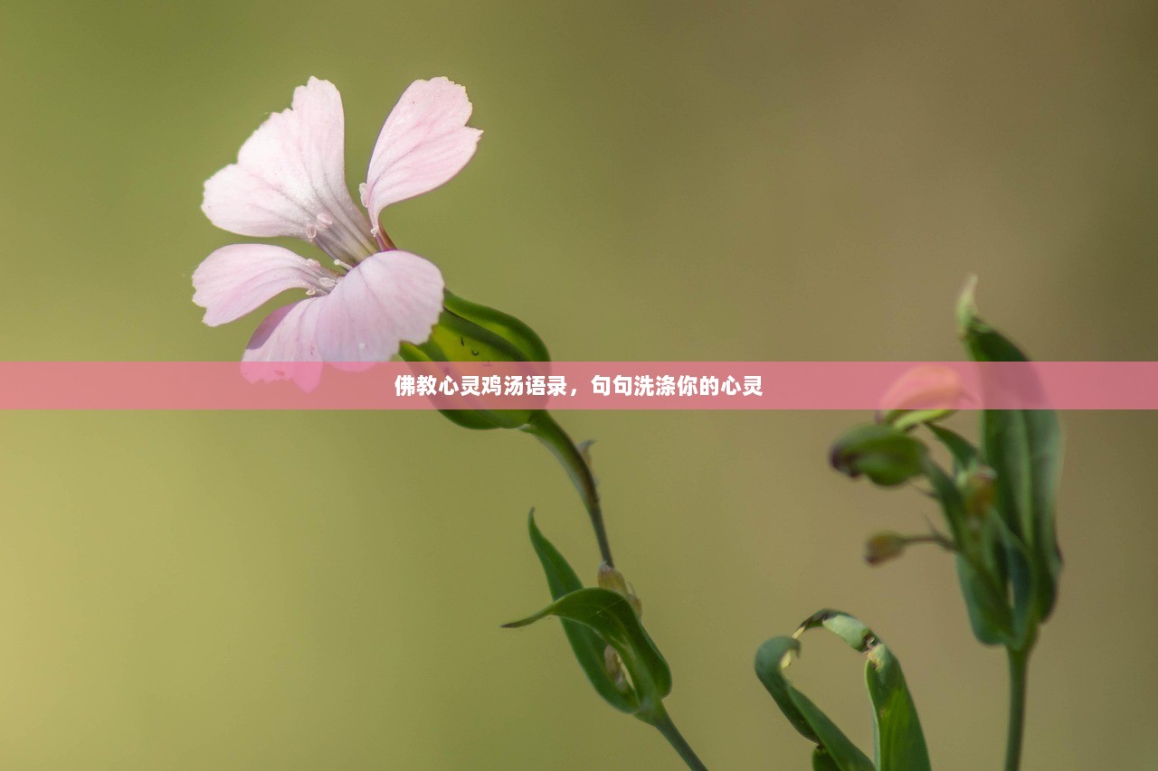 佛教心灵鸡汤语录，句句洗涤你的心灵  第1张