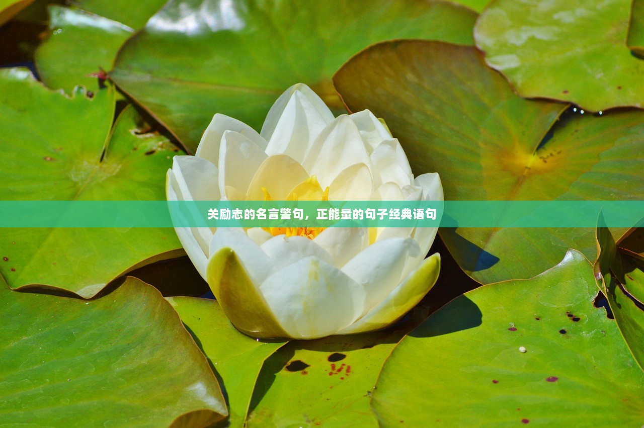 关励志的名言警句,正能量的句子经典语句 第1张 关励志的名言警句,正能量的句子经典语句 第1张