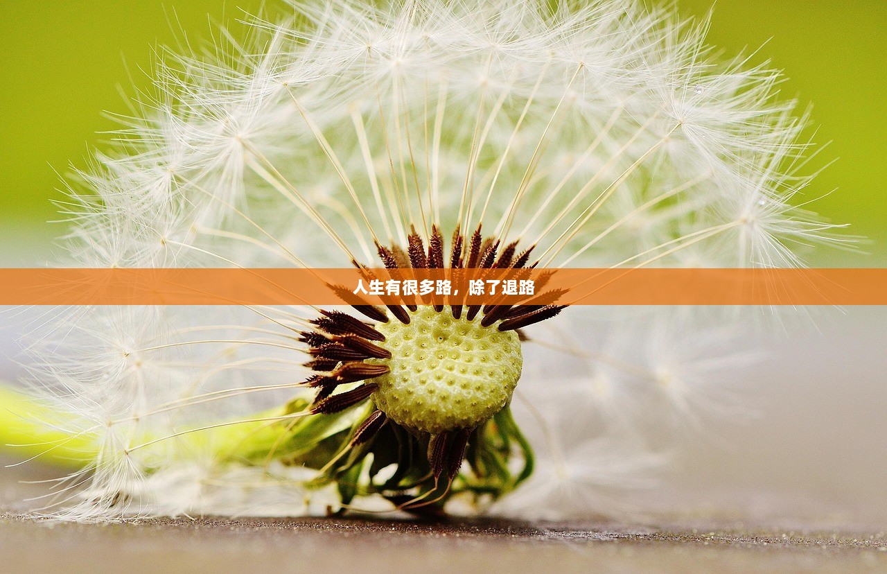人生有很多路，除了退路  第1张