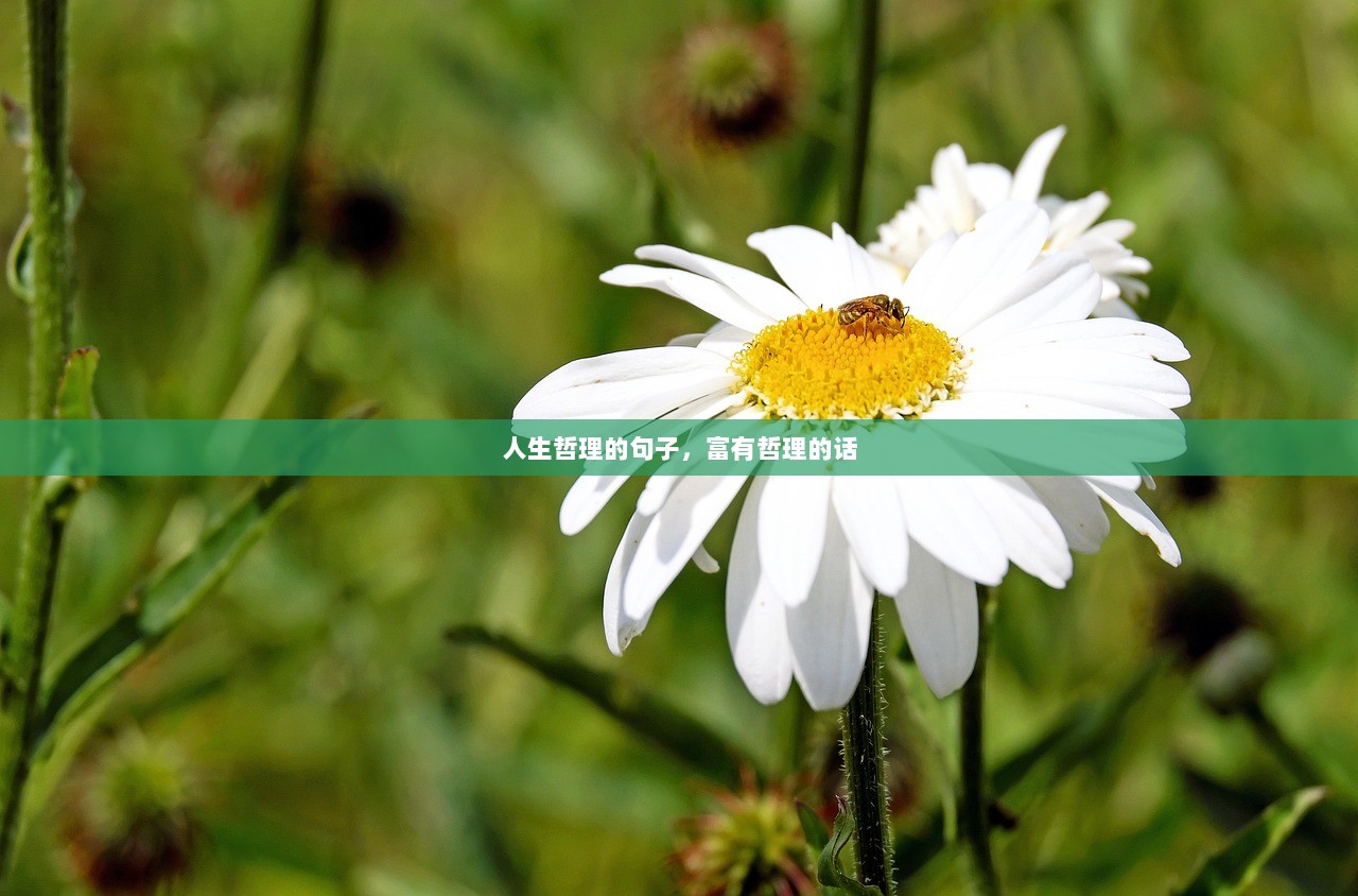 人生哲理的句子，富有哲理的话  第1张