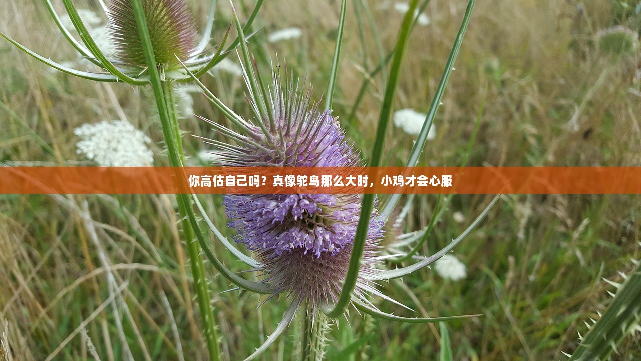 你高估自己吗？真像鸵鸟那么大时，小鸡才会心服  第1张