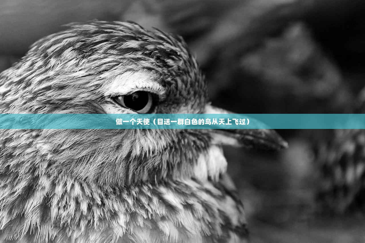 做一个天使（目送一群白色的鸟从天上飞过）