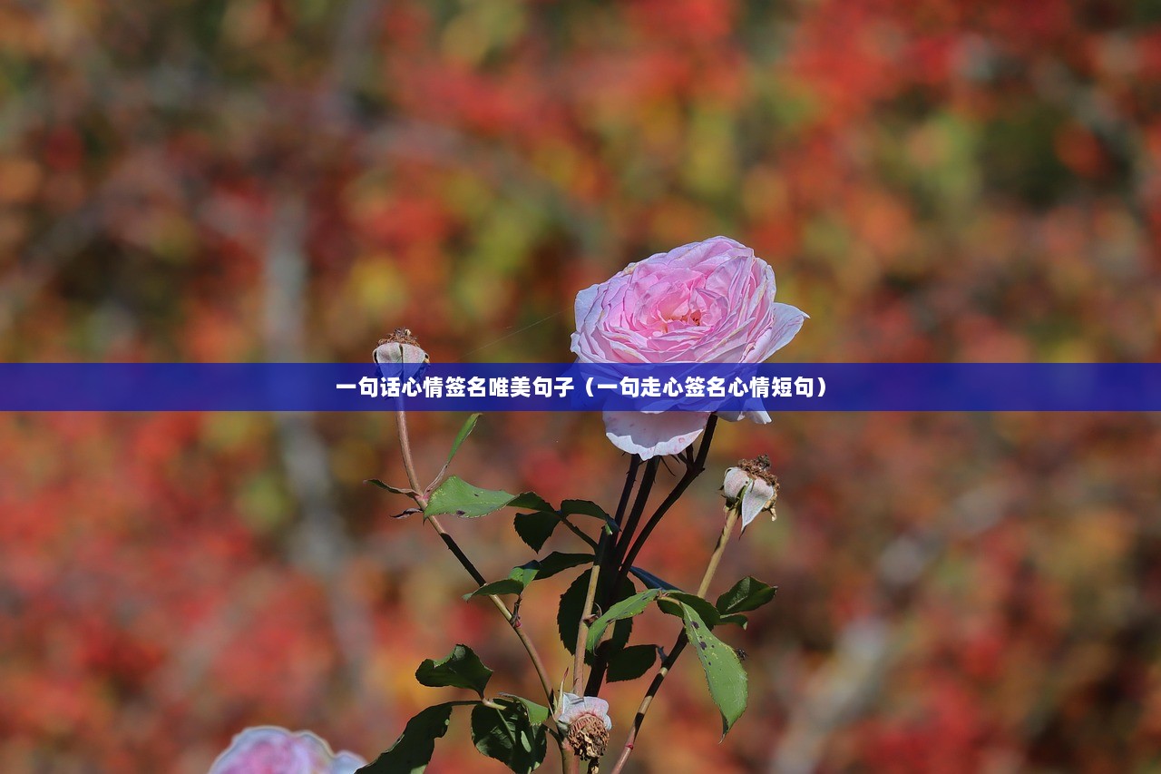 一句话心情签名唯美句子(一句走心签名心情短句) 第1张 一句话心情签名唯美句子(一句走心签名心情短句) 第1张