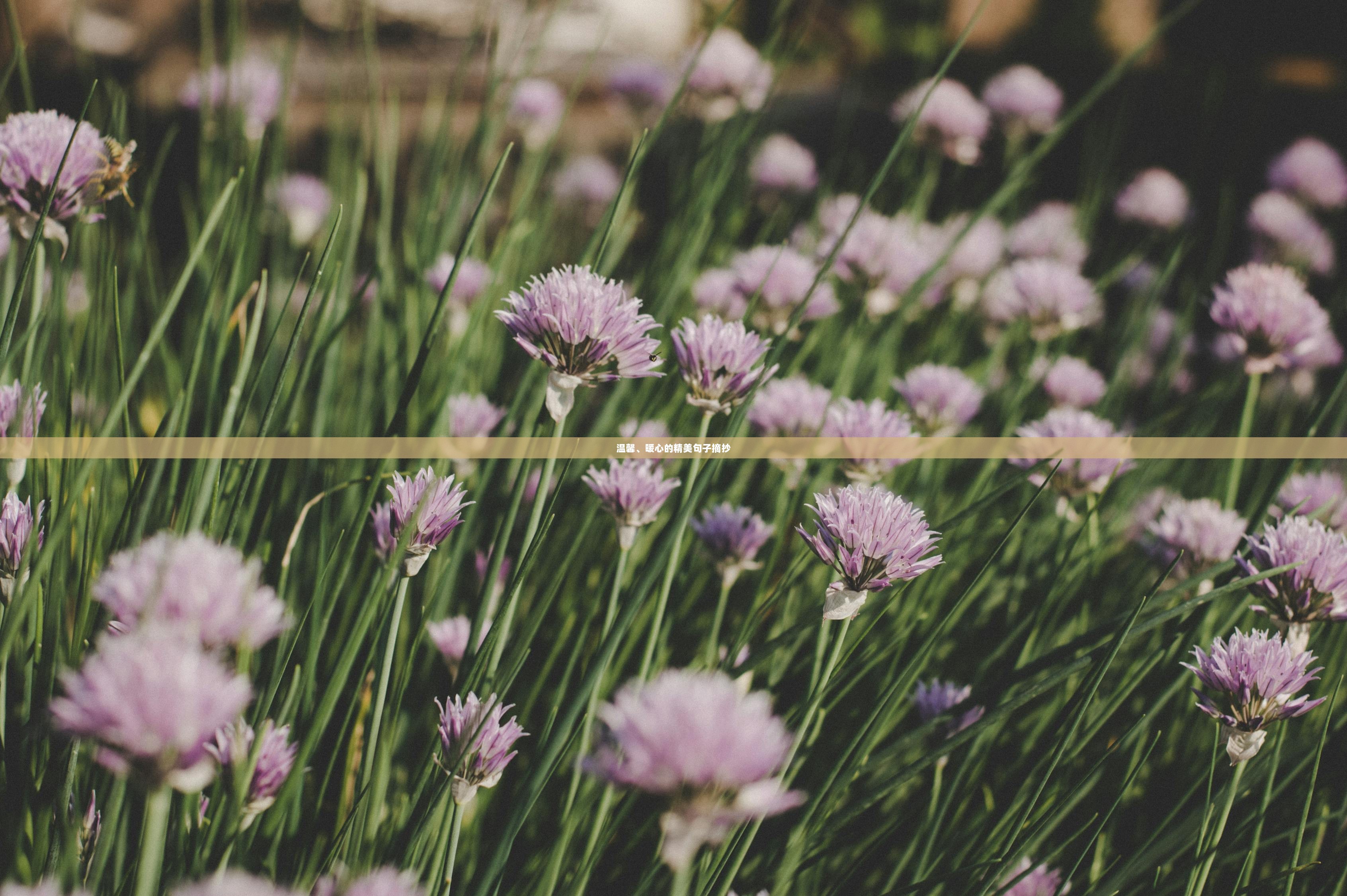 温馨、暖心的精美句子摘抄  第1张