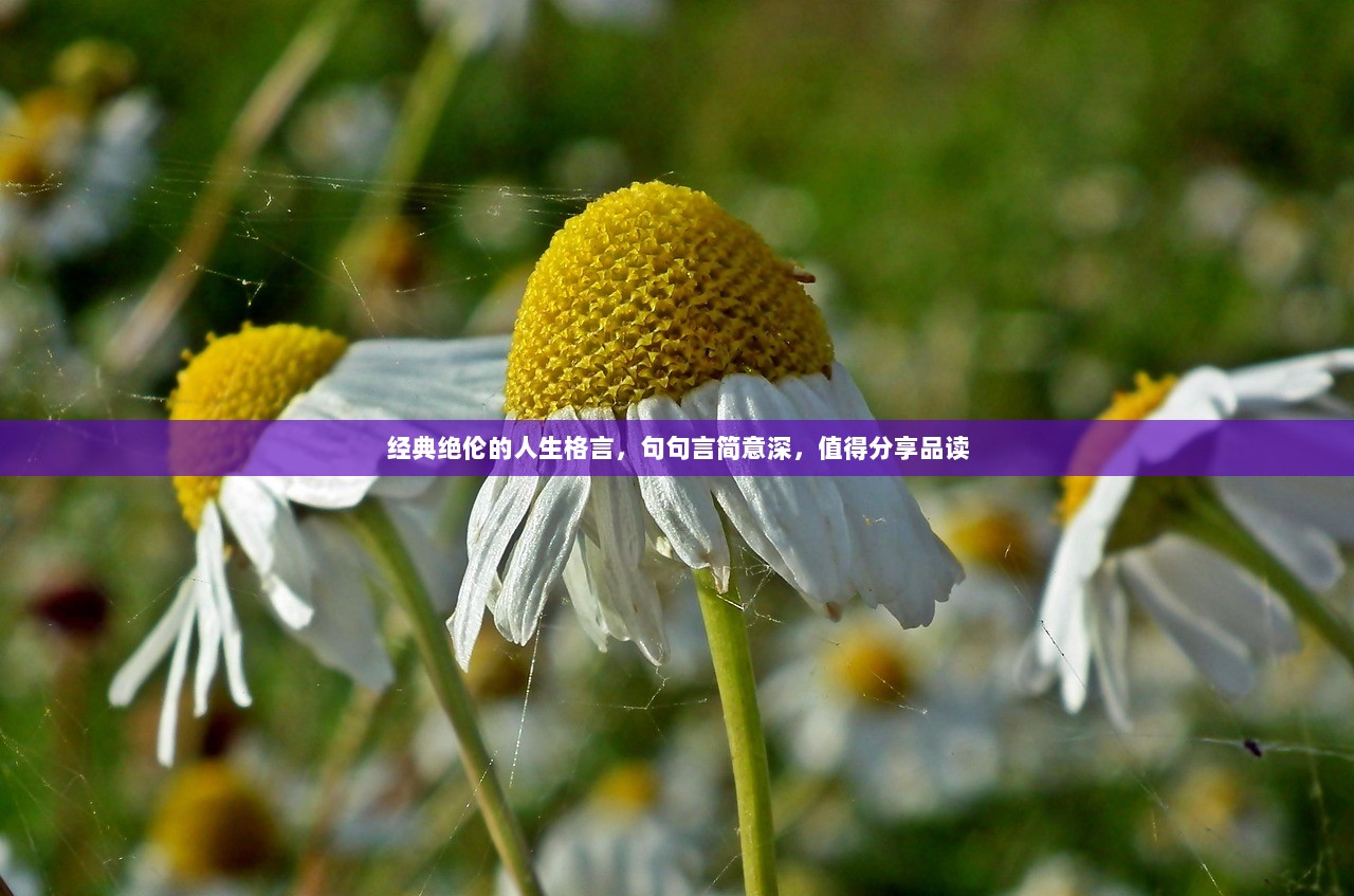 经典绝伦的人生格言,句句言简意深,值得分享品读 第1张 经典绝伦的人生格言,句句言简意深,值得分享品读 第1张