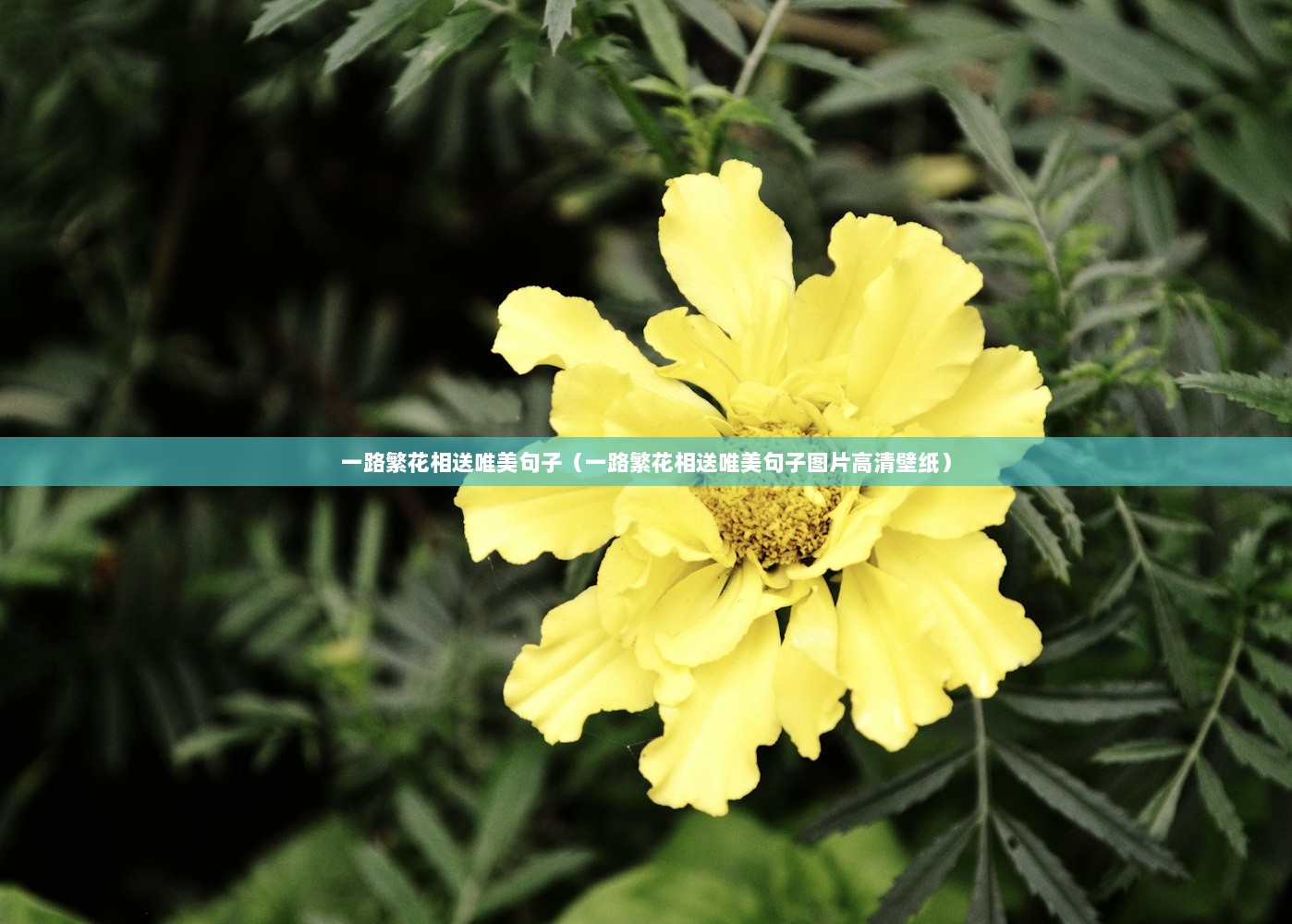 一路繁花相送唯美句子（一路繁花相送唯美句子图片高清壁纸）  第1张