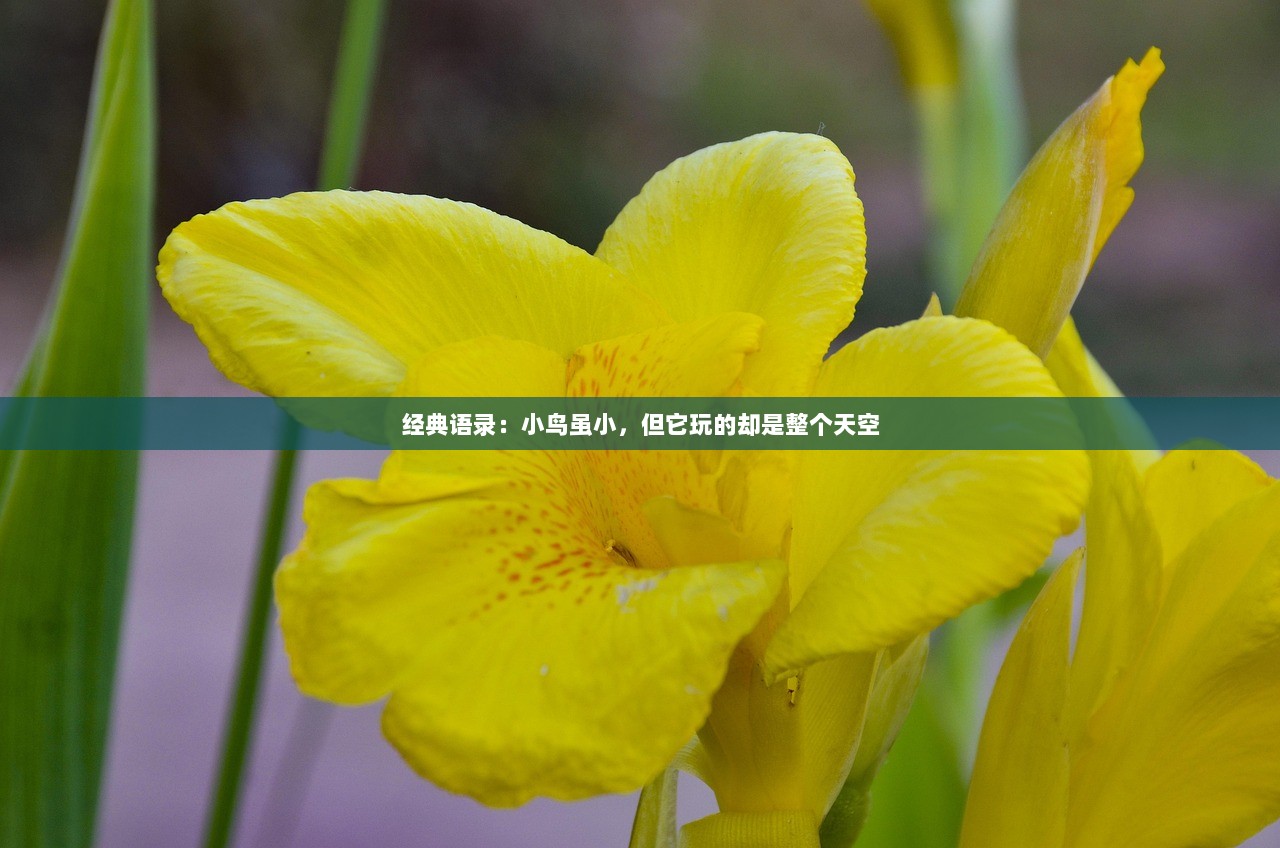 经典语录：小鸟虽小，但它玩的却是整个天空  第1张