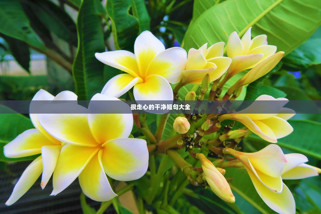 很走心的干净短句大全 第1张 很走心的干净短句大全 第1张