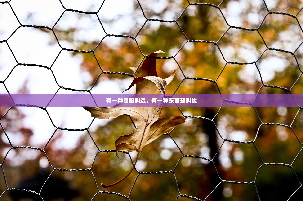 有一种间隔叫远，有一种东西却叫缘  第1张