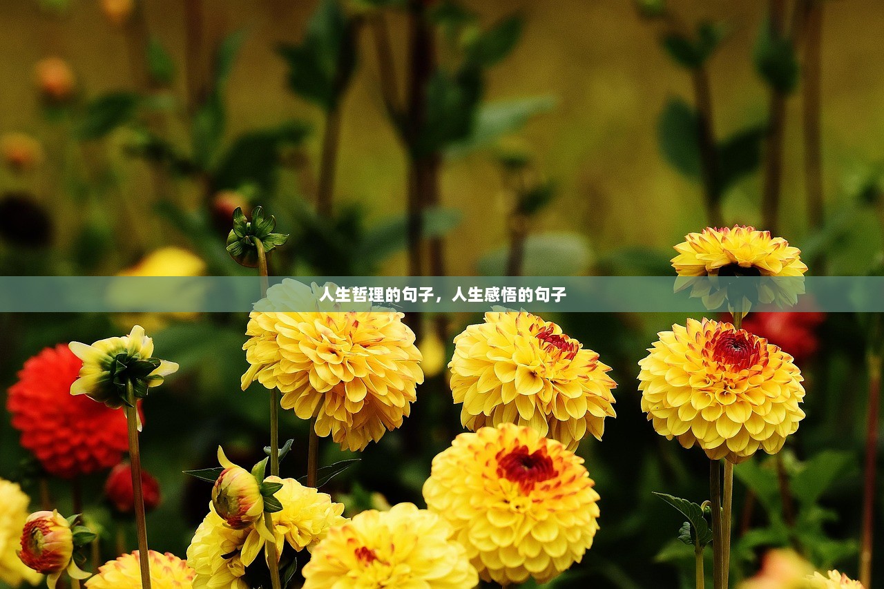 人生哲理的句子,人生感悟的句子 第1张 人生哲理的句子,人生感悟的句子 第1张