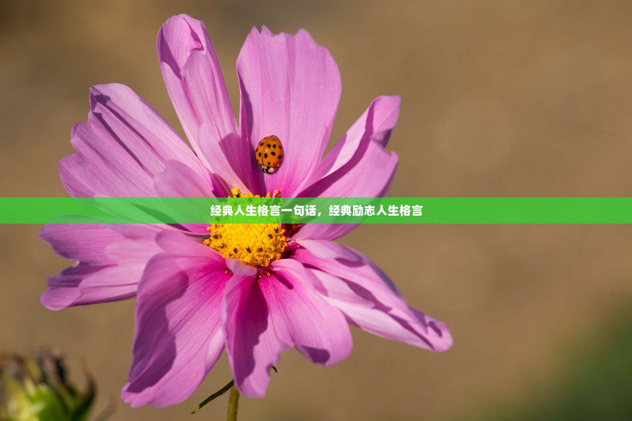 经典人生格言一句话,经典励志人生格言 第1张 经典人生格言一句话,经典励志人生格言 第1张