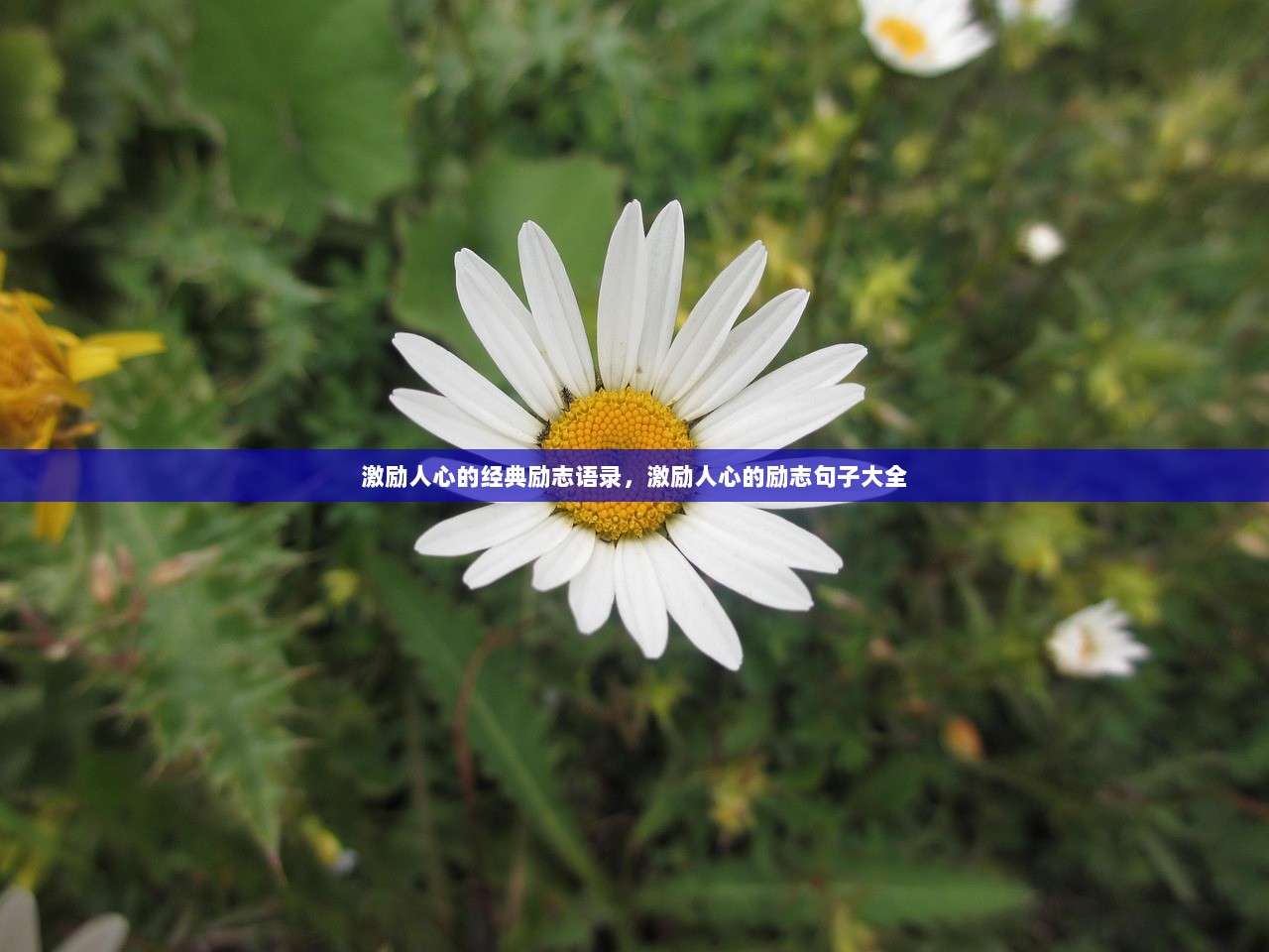 激励人心的经典励志语录，激励人心的励志句子大全