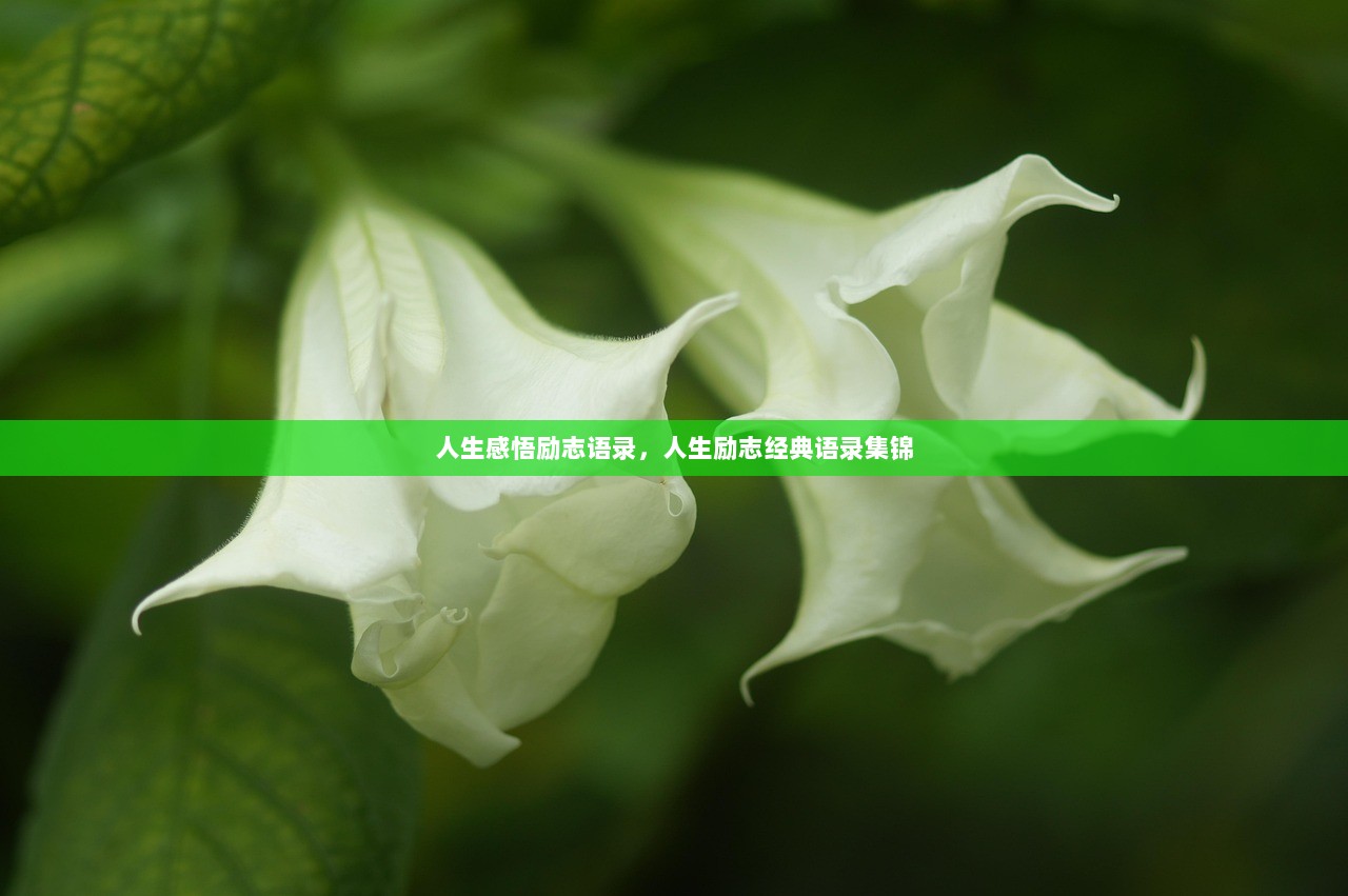 人生感悟励志语录，人生励志经典语录集锦