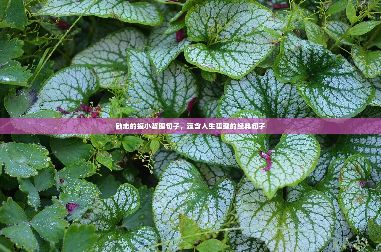 励志的短小哲理句子，蕴含人生哲理的经典句子