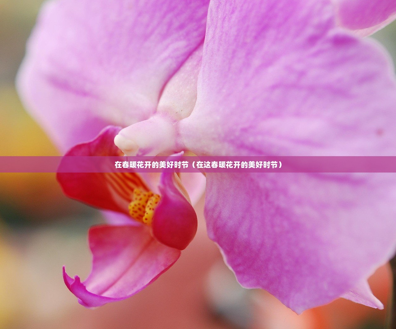 在春暖花开的美好时节(在这春暖花开的美好时节) 第1张 在春暖花开的美好时节(在这春暖花开的美好时节) 第1张