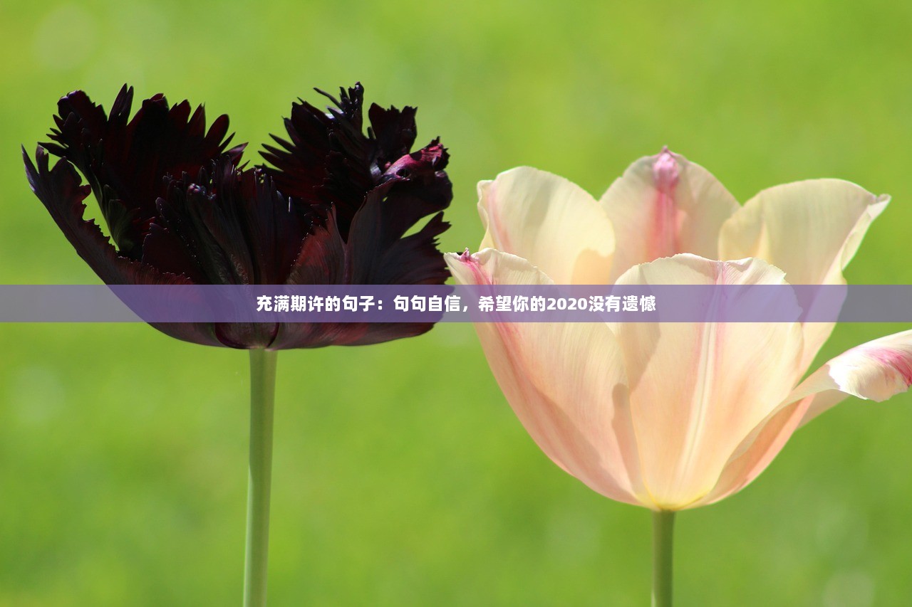 充满期许的句子：句句自信，希望你的2020没有遗憾