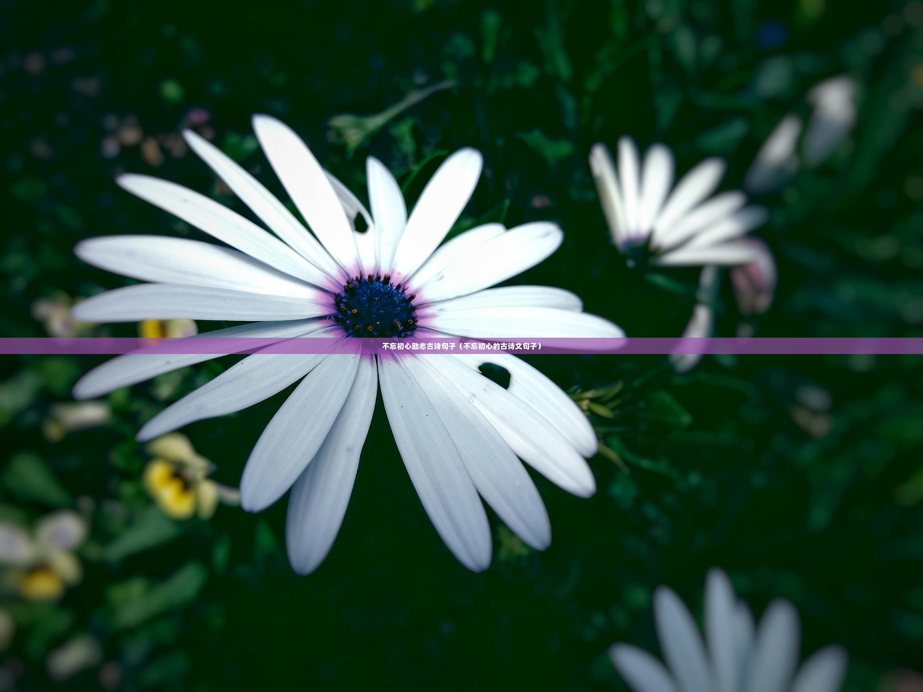 不忘初心励志古诗句子（不忘初心的古诗文句子）