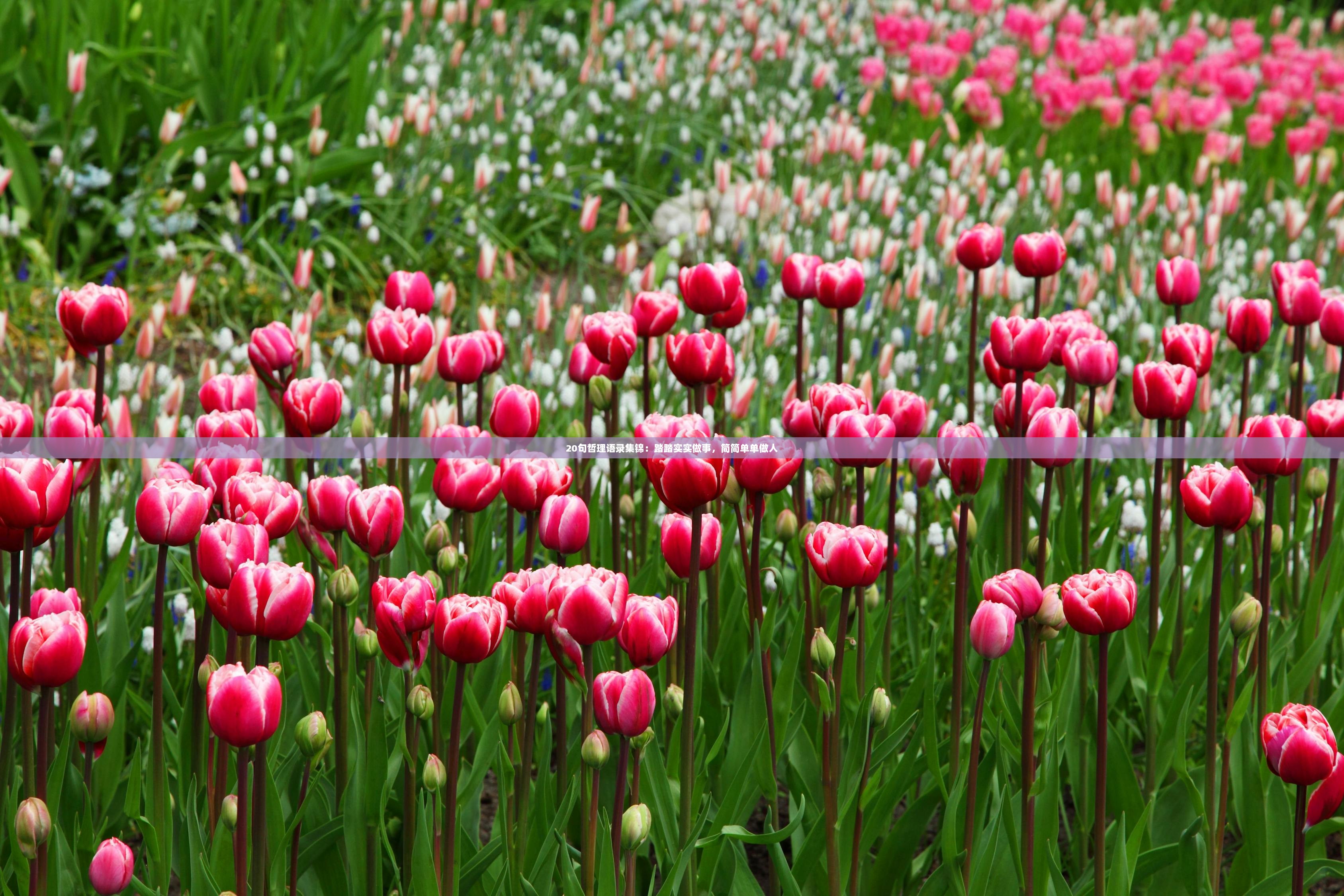 20句哲理语录集锦：踏踏实实做事，简简单单做人