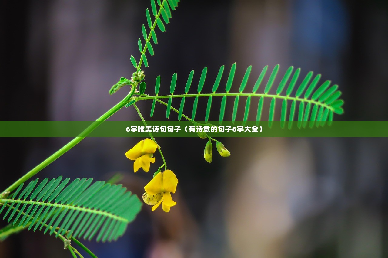 6字唯美诗句句子（有诗意的句子6字大全）