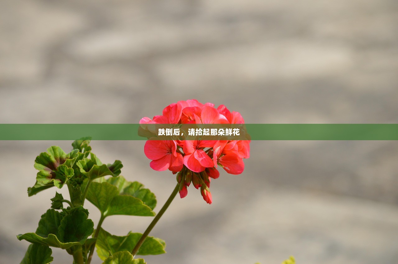 跌倒后，请拾起那朵鲜花  第1张