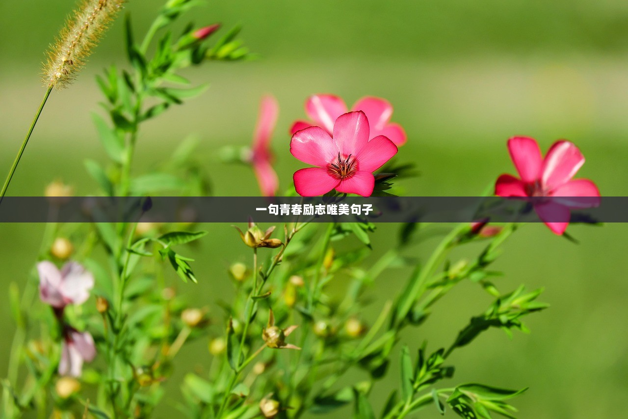 一句青春励志唯美句子 第1张 一句青春励志唯美句子 第1张