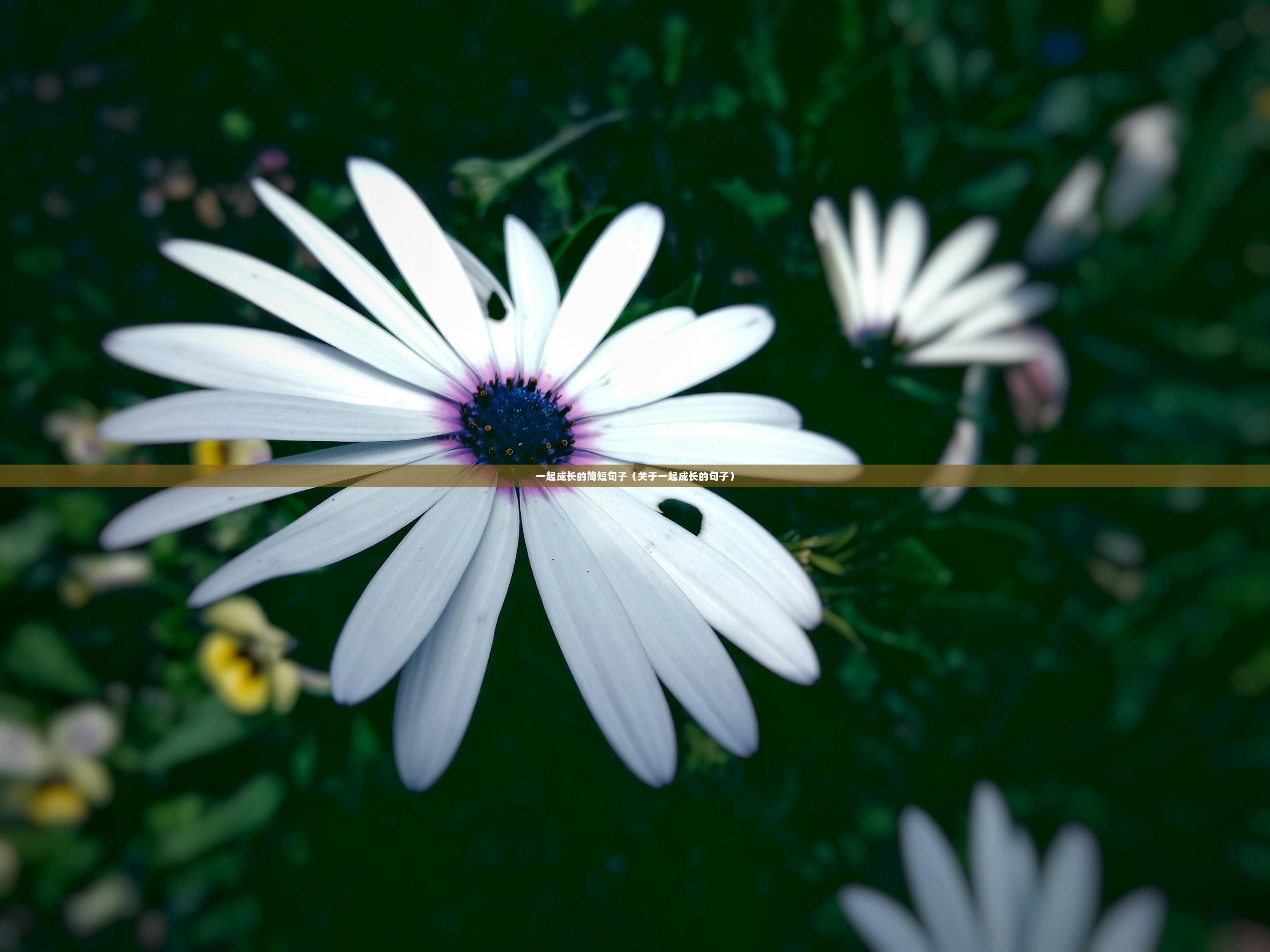 一起成长的简短句子（关于一起成长的句子）