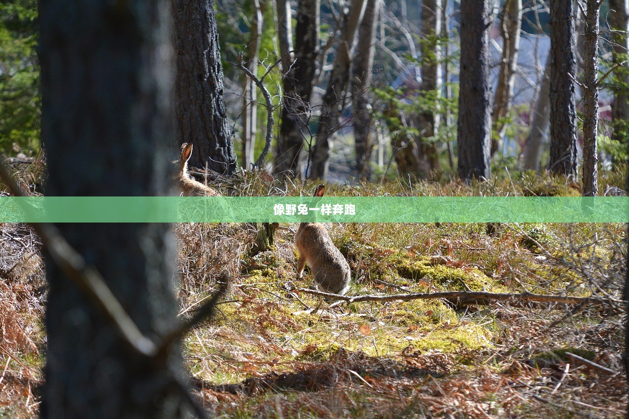 像野兔一样奔跑