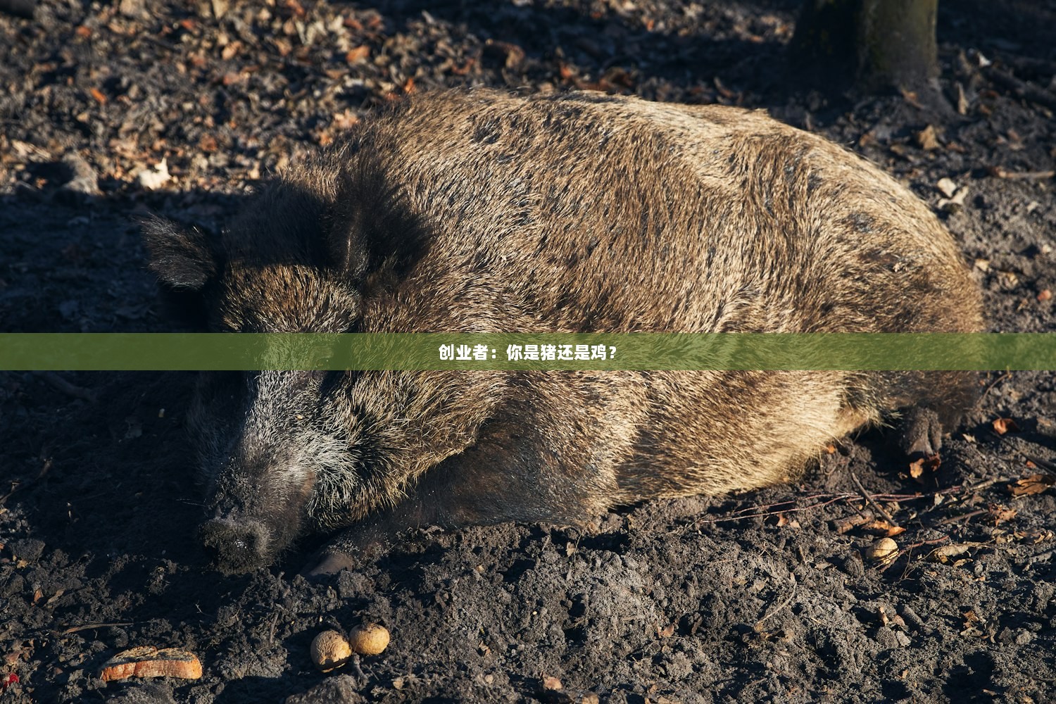创业者：你是猪还是鸡？  第1张
