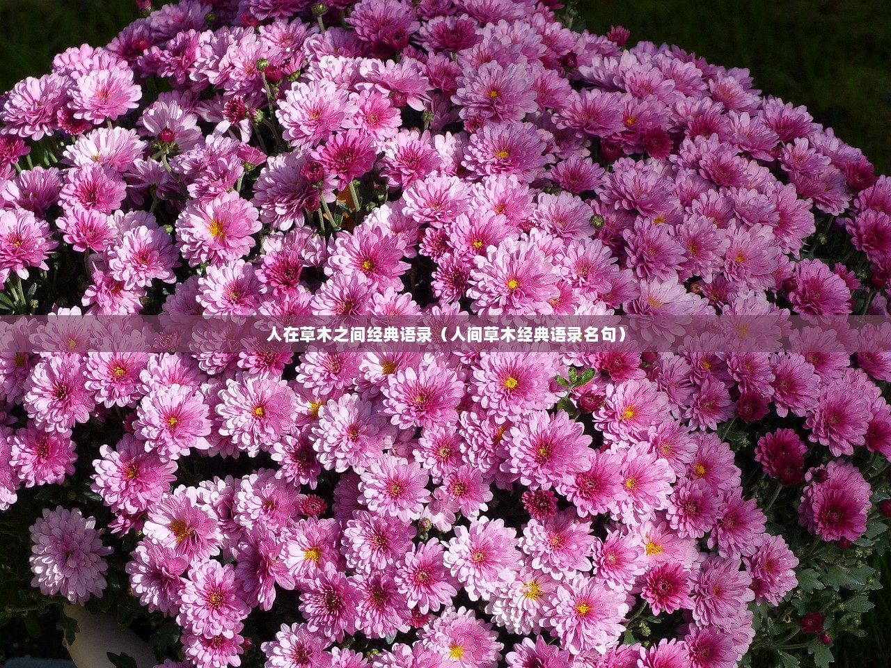 人在草木之间经典语录（人间草木经典语录名句）