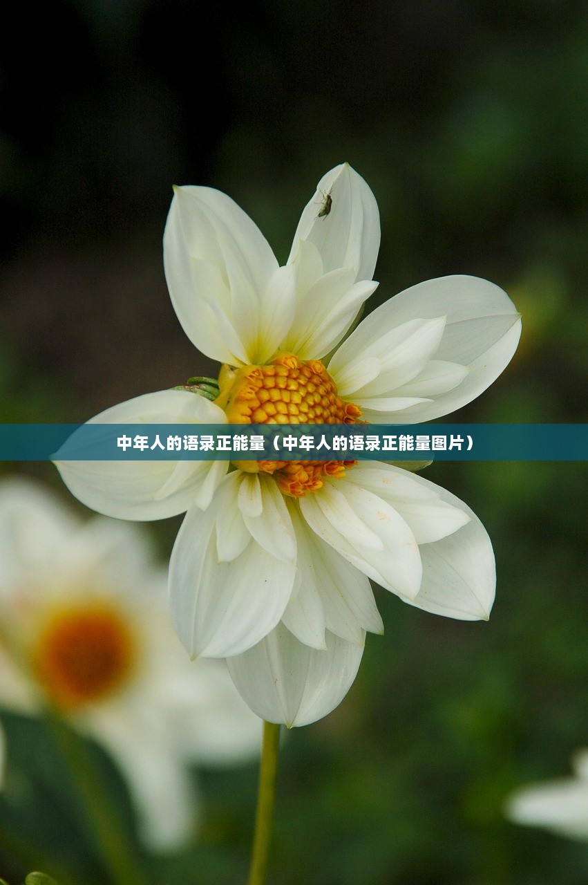 中年人的语录正能量（中年人的语录正能量图片）