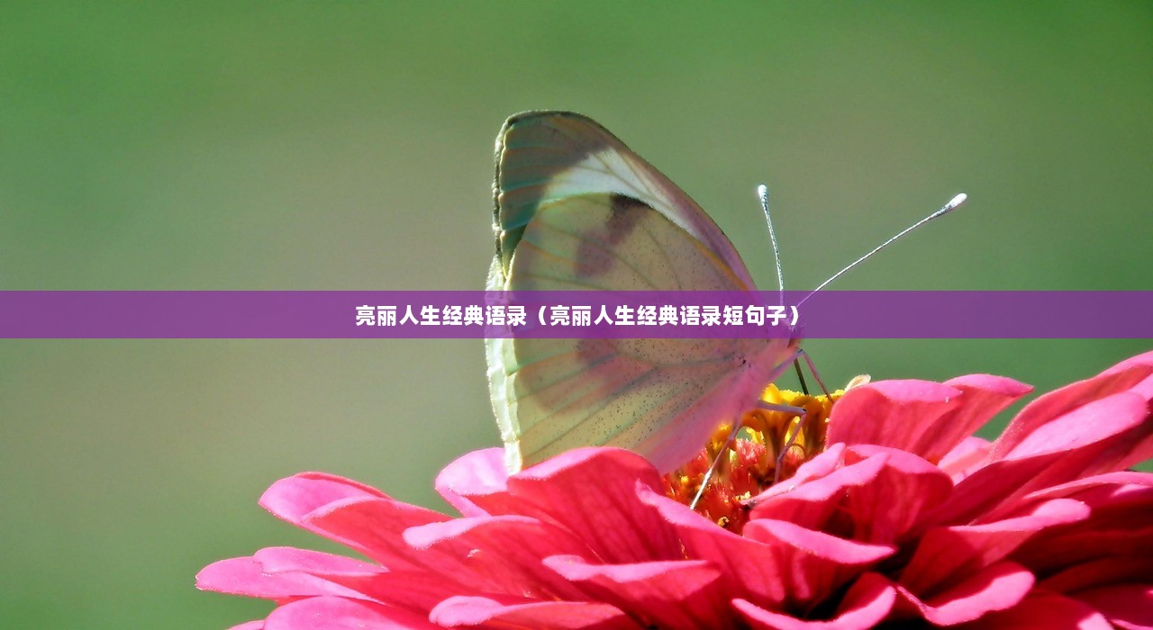 亮丽人生经典语录（亮丽人生经典语录短句子）