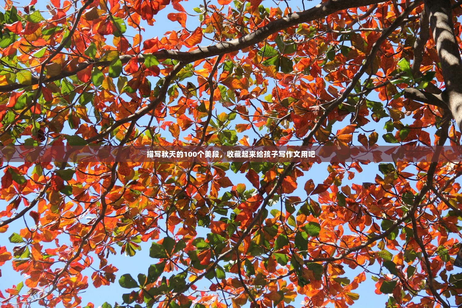 描写秋天的100个美段，收藏起来给孩子写作文用吧