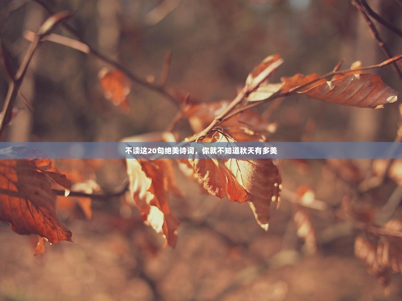 不读这20句绝美诗词，你就不知道秋天有多美