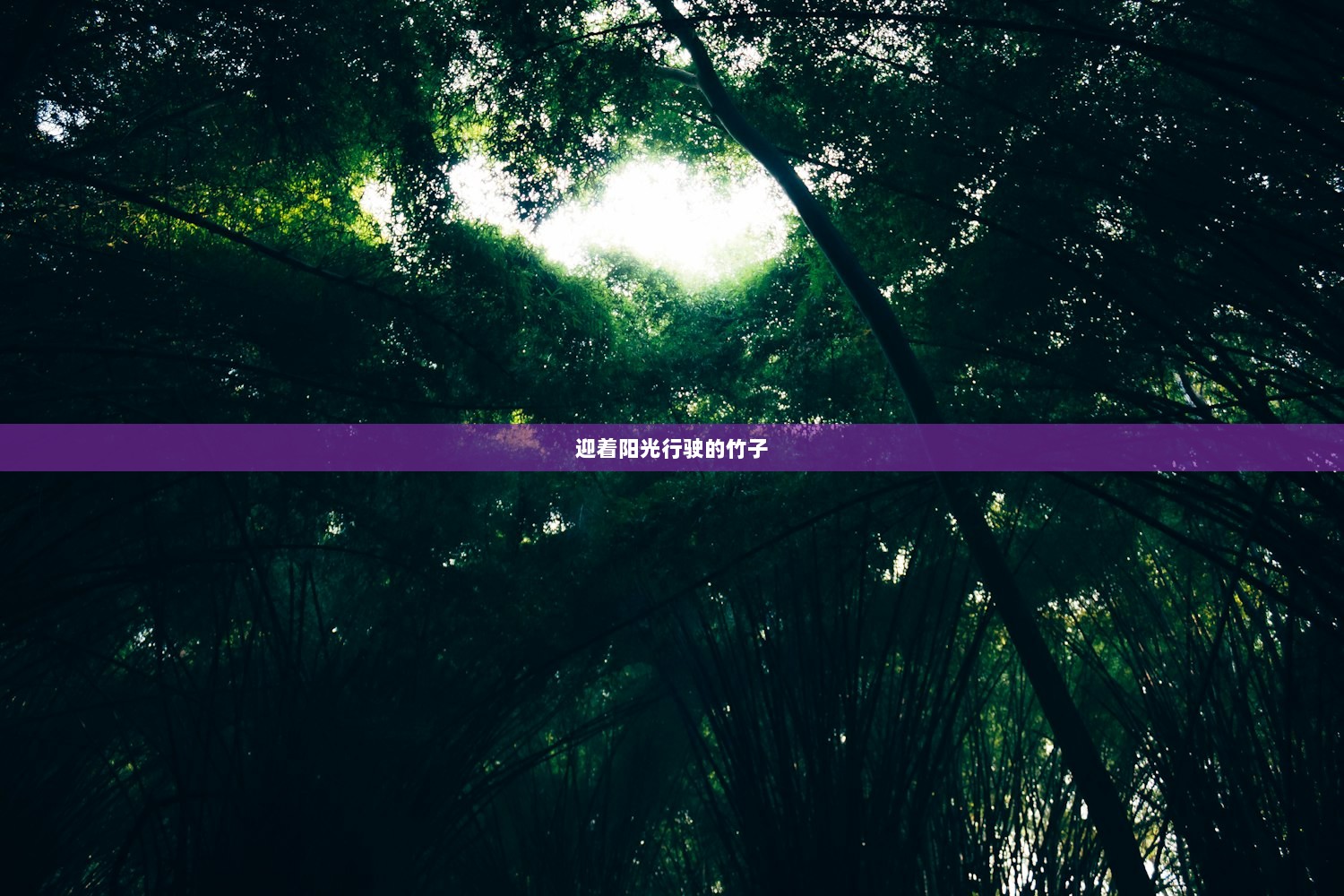 迎着阳光行驶的竹子