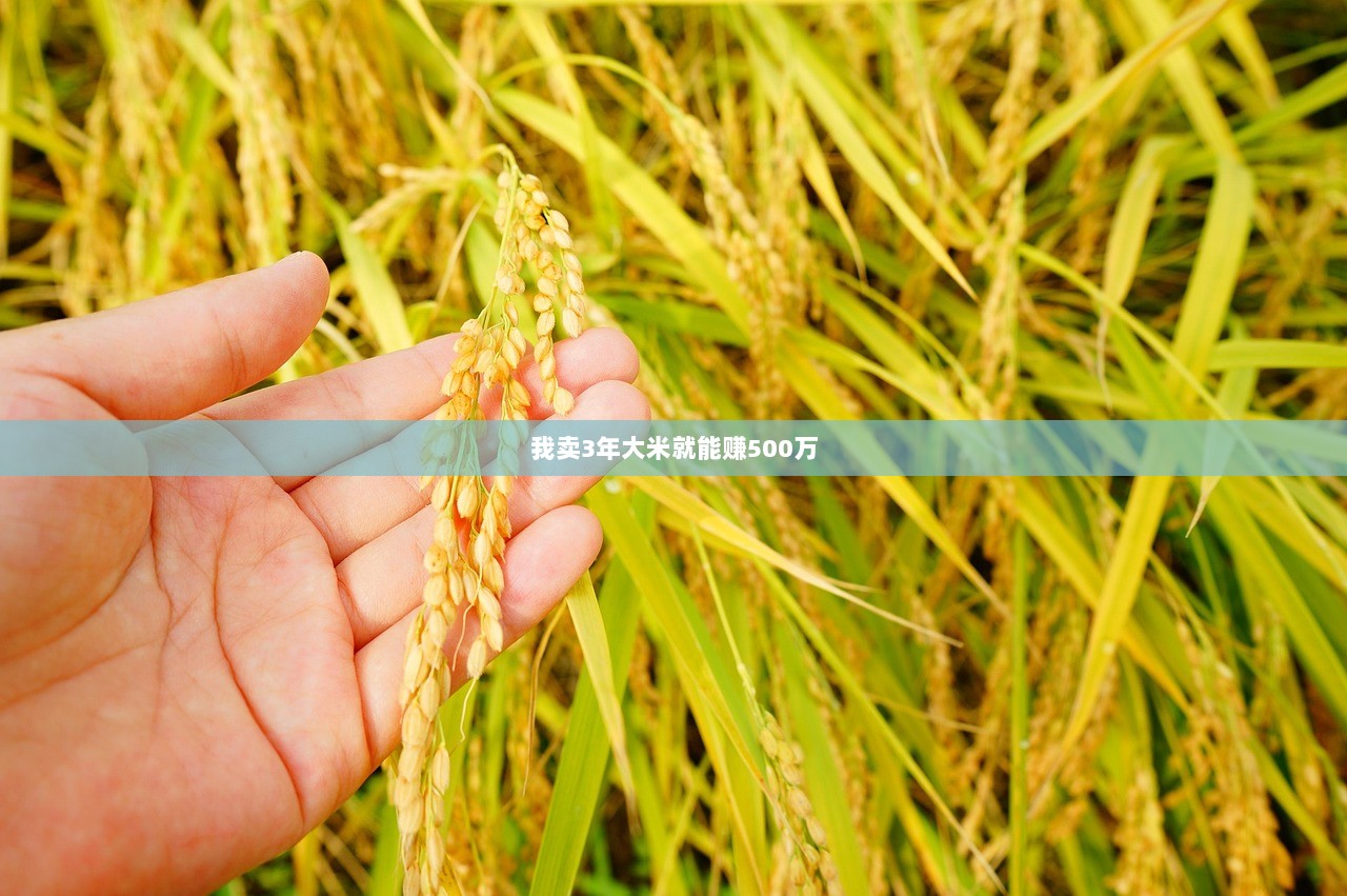 我卖3年大米就能赚500万